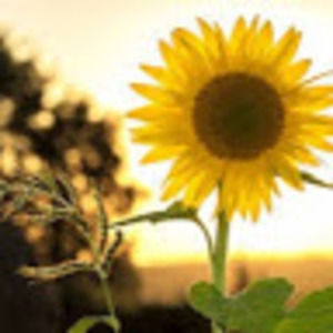 Meet your Posher, Isabella p.